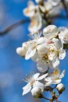 Branch with cherry blossom on fruit tree in garden. Blossom in spring. With bokeh. photo