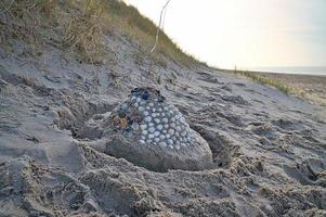 Sand castle with shells and sand. Moat around the castle in front of dunes. Denmark photo