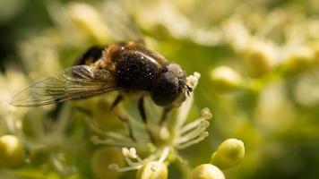 Honey bee collecting pollen on a white flower. Insect at work. Animal photo