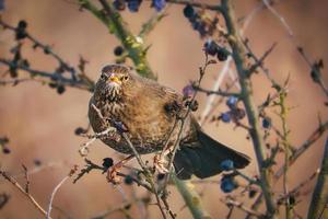 A juniper thrush on a juniper branch in evening light mood with beautiful bokeh photo