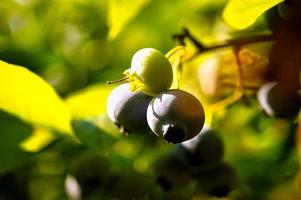 Blueberry on the bush, purple blue fruit. Fruit with green leaves. Harvest from garden photo