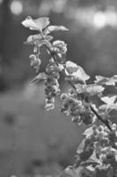 grosellas rojas en el arbusto en blanco y negro en el jardín con fondo de luz solar foto