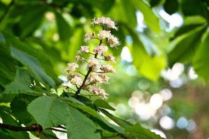 chestnut blossom on the branch of a chestnut tree. White flowers on the dagger photo