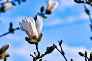 flor de magnolia en un árbol de magnolia. los árboles de magnolia son un verdadero esplendor foto