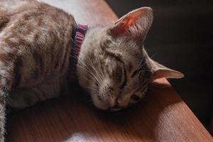 tabby cat lying on the table photo