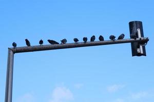 Silhouettes of pigeons sitting on the traffic light pole against the blue sky, birds on the metal branch outdoors. photo