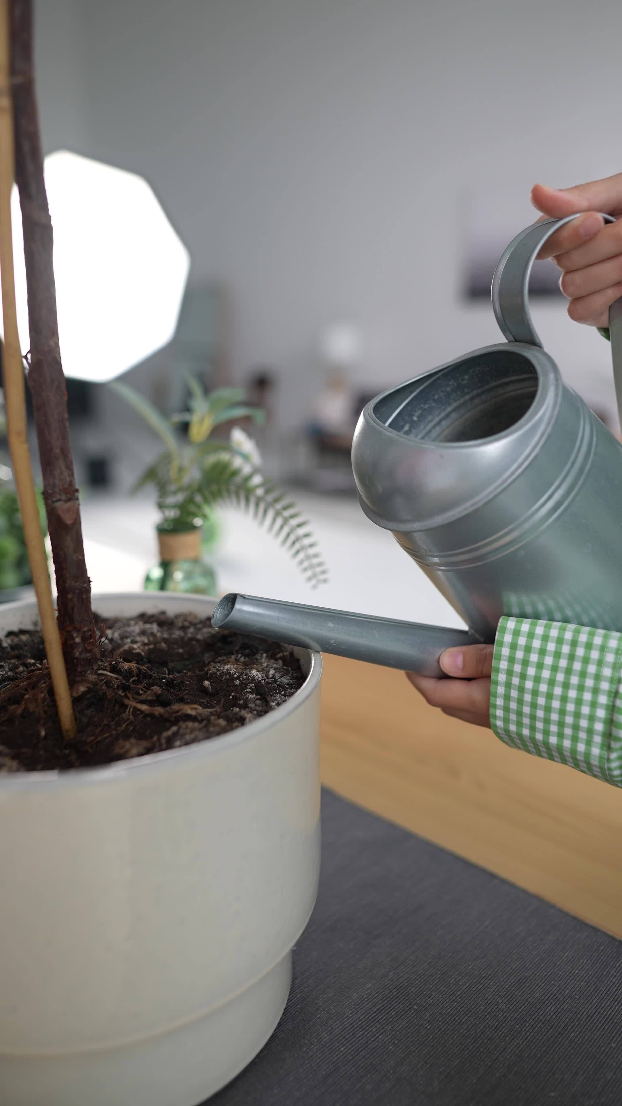 Young women make arrangements with plants 16026577 Stock Video at Vecteezy