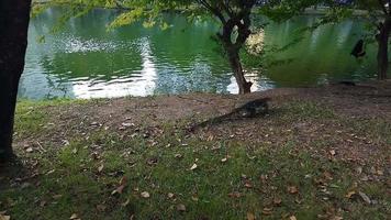 le mouvement du moniteur d'eau asiatique et du corbeau dans le parc lumpini, bangkok, thaïlande. video