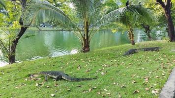 de beweging van Aziatisch water toezicht houden op in lumpini park, Bangkok Thailand. video