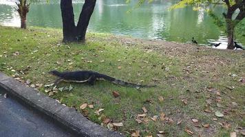 il movimento di asiatico acqua tenere sotto controllo nel lumpini parco, bangkok Tailandia. video