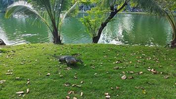 die bewegung des asiatischen wassermonitors im lumpini park, bangkok in thailand. video