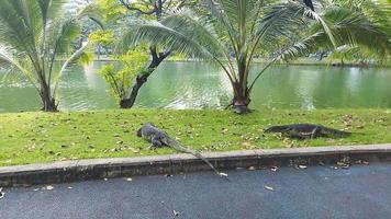 die bewegung des asiatischen wassermonitors im lumpini park, bangkok thailand. video