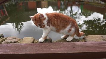 gato naranja y blanco camina afuera cerca del agua video