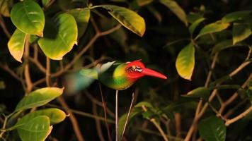 beija-flor voador na floresta tropical, brinquedo mecânico autômato video