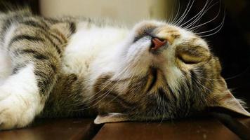 inhemsk katt sött slumrar liggande på dess tillbaka på en varm sommar dag video