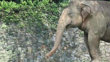 This is photo of Sumatran elephant Elephas maximus sumatranus in the Wildlife Park or Zoo. video