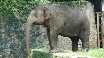 deze is foto van sumatran olifant olifant maximus sumatranus in de dieren in het wild park of dierentuin. video