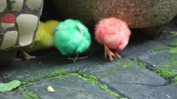 ceci est une vidéo des poussins peints de couleurs vives qui courent. ces poussins sont généralement vendus devant l'école par des commerçants, généralement joués par des enfants video