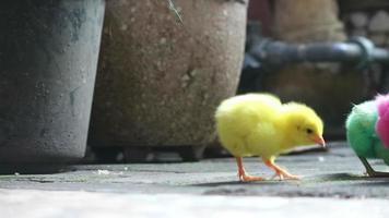 ceci est une vidéo des poussins peints de couleurs vives qui courent. ces poussins sont généralement vendus devant l'école par des commerçants, généralement joués par des enfants video