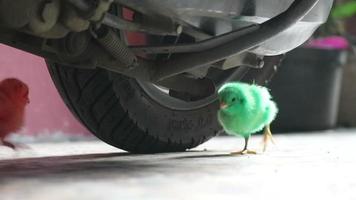 This is a video of the colorfully painted chicks running around. These chicks are usually sold in front of the school by traders, usually played by children