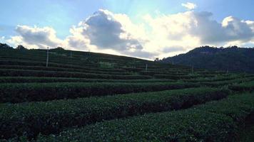 thee plantage Aan berg in ochtend- video