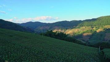 thee plantage Aan berg in ochtend- video