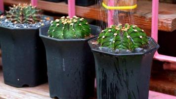 regar las plantas cactus en la maceta regar las plantas. regar los cactus en macetas pequeñas video