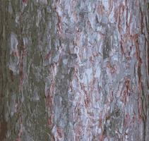 Realistic vector illustration of a pine bark close-up. Texture of Pinus strobus or Weymouth pine trunk. Background from living wood. Skin of the forest nature.