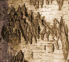 Realistic vector illustration of birch bark texture. Texture of birch bark. Birch background. Birch trunk, Betula pendula.