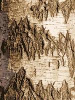 Realistic vector illustration of birch bark texture. Texture of birch bark. Birch background. Birch trunk, Betula pendula.