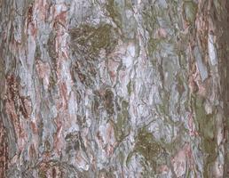 Realistic vector illustration of a pine bark close-up. Texture of Pinus strobus or Weymouth pine trunk. Background from living wood. Skin of the forest nature.