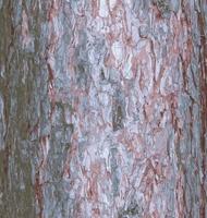 Realistic vector illustration of a pine bark close-up. Texture of Pinus strobus or Weymouth pine trunk. Background from living wood. Skin of the forest nature.