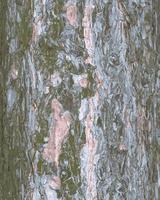 Realistic vector illustration of a pine bark close-up. Texture of Pinus strobus or Weymouth pine trunk. Background from living wood. Skin of the forest nature.