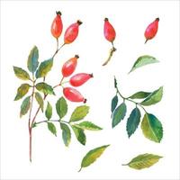 Watercolor set of Dog rose, Briar with red berries and green leaves. Hand drawn watercolor painting on white background. vector