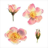 Watercolor set of elements, white roses hip, pink dogrose, botanical illustration. vector