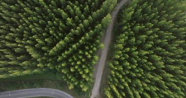 een antenne top visie van de weg in pijnboom bomen Woud met zonsondergang tafereel video