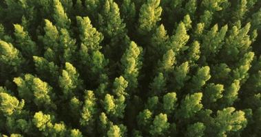 An aerial top view of Pine trees Forest with Sunset scene video