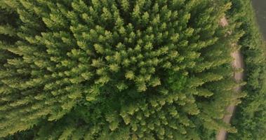 An aerial top view of the road in Pine trees Forest with Sunset scene video