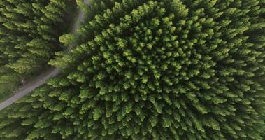 An aerial top view of the road in Pine trees Forest with Sunset scene video