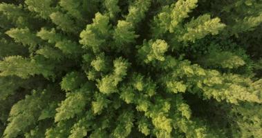 An aerial top view of Pine trees Forest with Sunset scene video