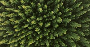 un aereo superiore Visualizza di pino alberi foresta con tramonto scena video