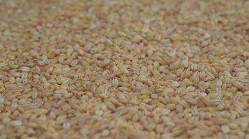 Barley cereal, vegan vegetarian food, nutrition diet, grain wheat. Organic agriculture video