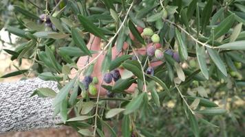 Woman's hand displaying olives branch in a cultivation. video