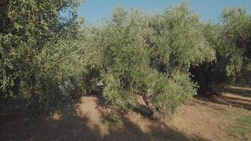agricultura de oliveiras. cultivo orgânico. comida mediterrânea. ingrediente de azeite de oliva. colheita na agricultura rural. video