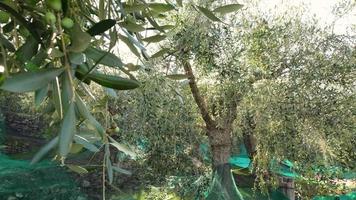 agricultura de cultivo de olivos en un día soleado. aceitunas listas para la cosecha. video