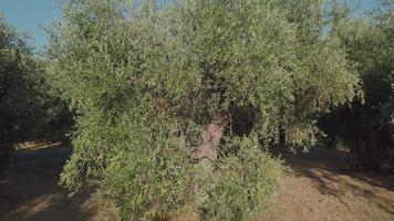 agricultura de olivos. cultivo orgánico. comida mediterránea. ingrediente de aceite de oliva. cosecha en la agricultura rural. video
