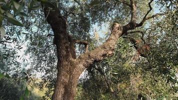 agricultura de cultivo de oliveiras em um dia ensolarado. azeitonas prontas para a colheita. video