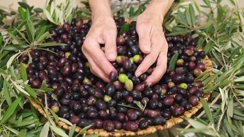 Woman's hand giving organic raw olives, ready for extra virgin oil. Agriculture concept. Mediterranean food. video