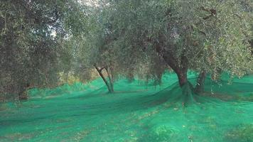 oliva alberi agricoltura. biologico coltivazione. rurale agricoltura. olive olio ingrediente. mediterraneo cibo. raccolto. video