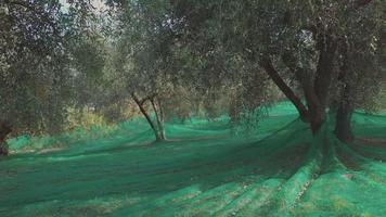 Olive trees agriculture. Organic cultivation. Rural farming. Olives oil ingredient. Mediterranean food. Harvest. video